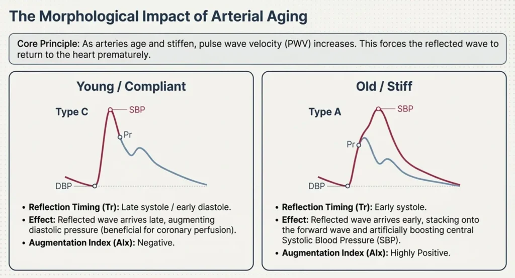 Comparison of pulse wave morphology in young compliant arteries versus old stiff arteries showing reflected wave timing and augmentation index