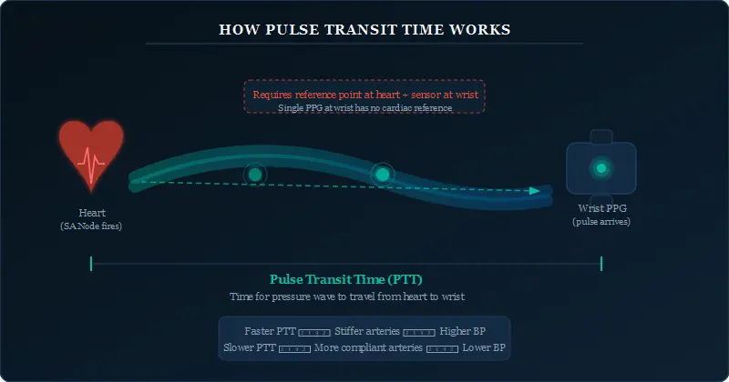 Diagram showing how Pulse Transit Time is calculated by measuring the interval between the heart's electrical signal and the arrival of the pressure wave at the wrist PPG sensor, with the PTT bracket spanning the full cardiac-to-peripheral pathway.
